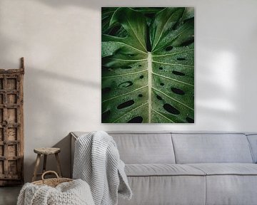 Monstera