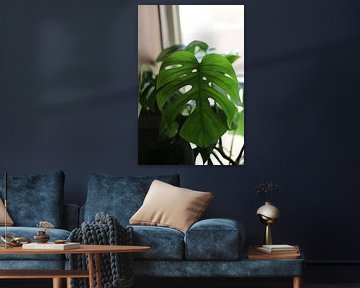 Monstera