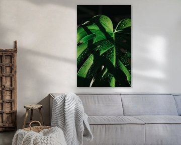 Monstera