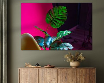 Monstera
