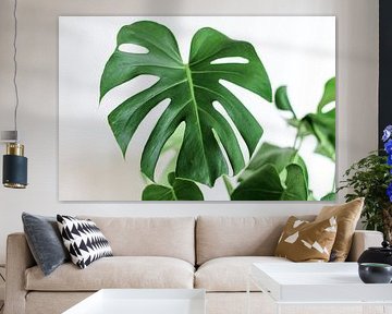 Monstera