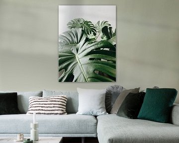 Monstera