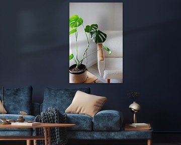 Monstera