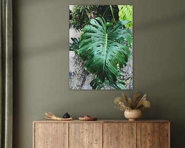 Monstera