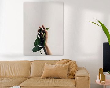 Monstera