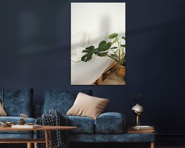 Monstera
