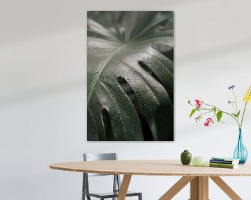 Monstera