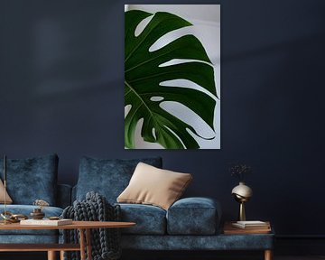 Monstera
