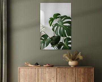Monstera