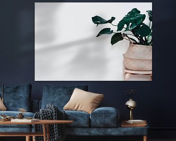 Monstera