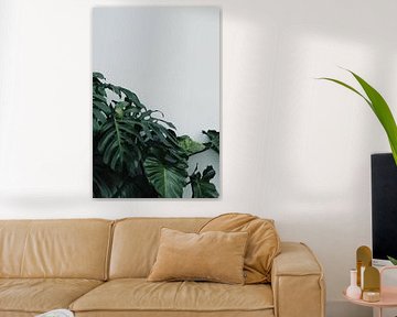 Monstera