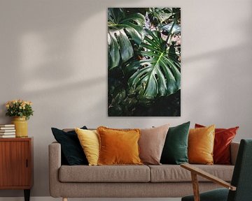 Monstera
