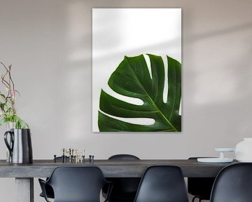 Monstera