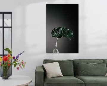Monstera