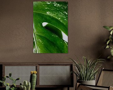Monstera
