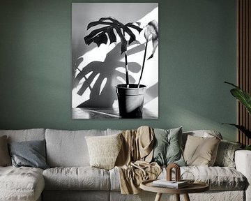 Monstera