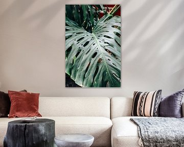 Monstera