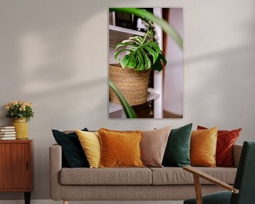 Monstera