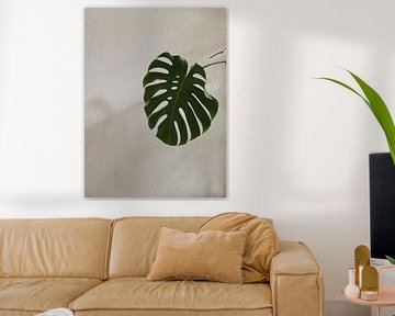 Monstera