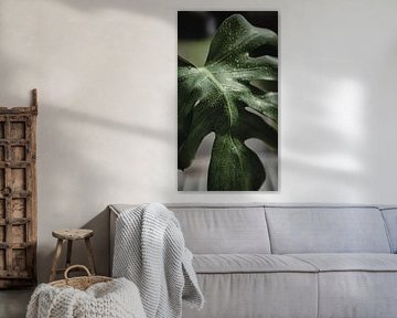 Monstera
