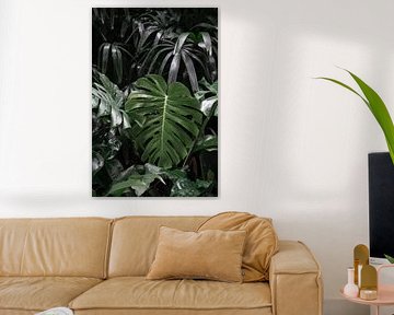 Monstera