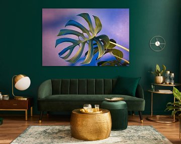 Monstera