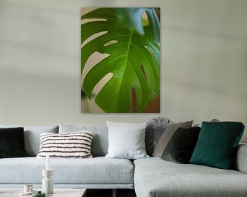 Monstera