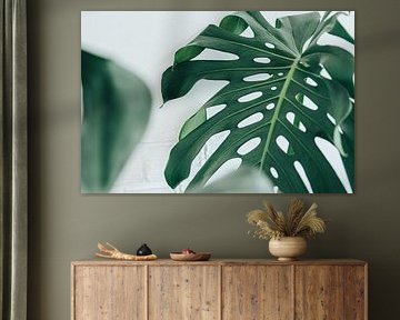 Monstera