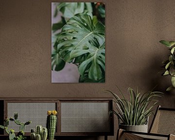 Monstera