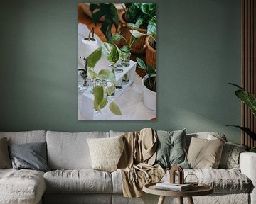 Monstera