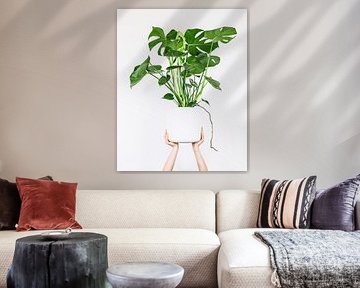 Monstera