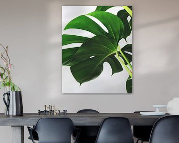 Monstera
