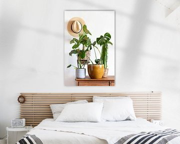 Monstera