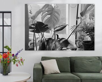 Monstera