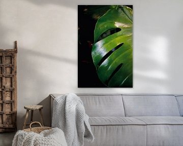 Monstera