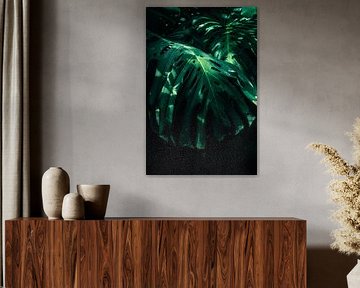 Monstera