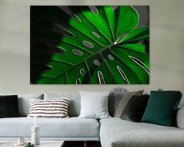Monstera
