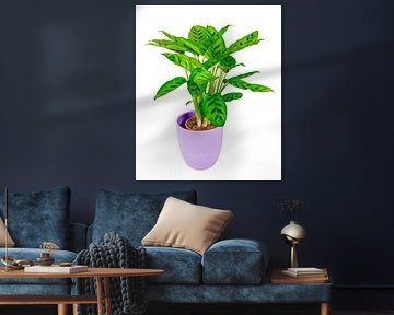 Mand marant in een bloempot op een witte achtergrond