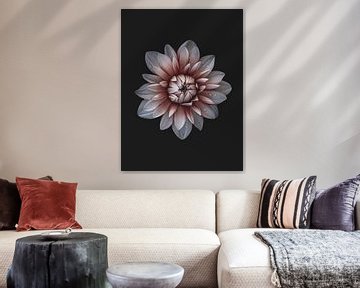 Witrode dahlia met regendruppels van Adje Photography