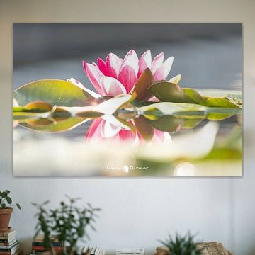 Nénuphar à Hengelo