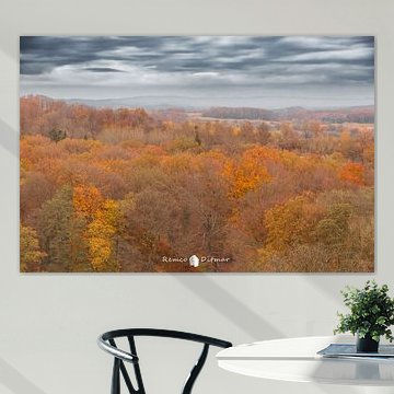 La forêt allemande de Teutoburg en automne