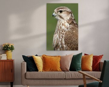 Sakervalk (Falco cherrug) van Ronald Pol