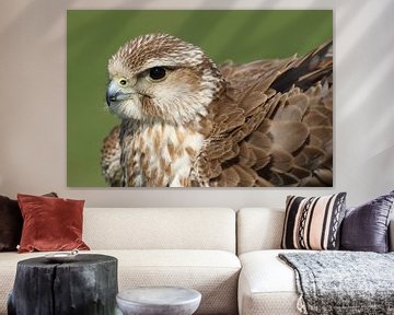 Sakervalk (Falco cherrug) van Ronald Pol