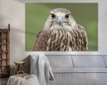 Sakervalk (Falco cherrug) van Ronald Pol