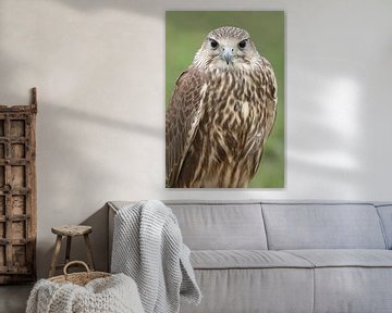 Sakervalk (Falco cherrug) van Ronald Pol