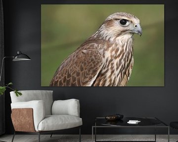 Sakervalk (Falco cherrug) van Ronald Pol