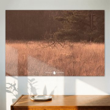 A calm picture in the moors of Beckum