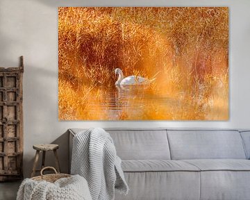 Cygne sauvage