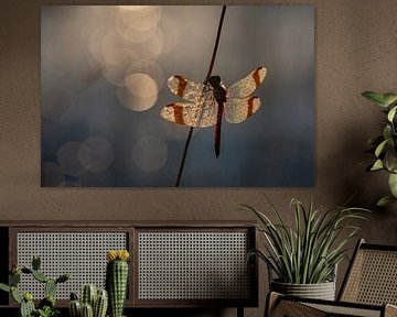 Bandheidelibel in morning light. by Susan van Etten
