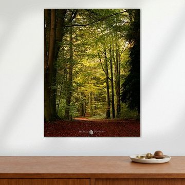 Sentier forestier à Lonnekerberg